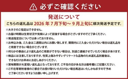 ミニトマト 約6kg 野菜 トマト キャロルセブン とまと 高糖度 浦臼産 北海道産 国産 6kg 北海道 浦臼町 【2026年7月下旬～9月上旬発送予定】
