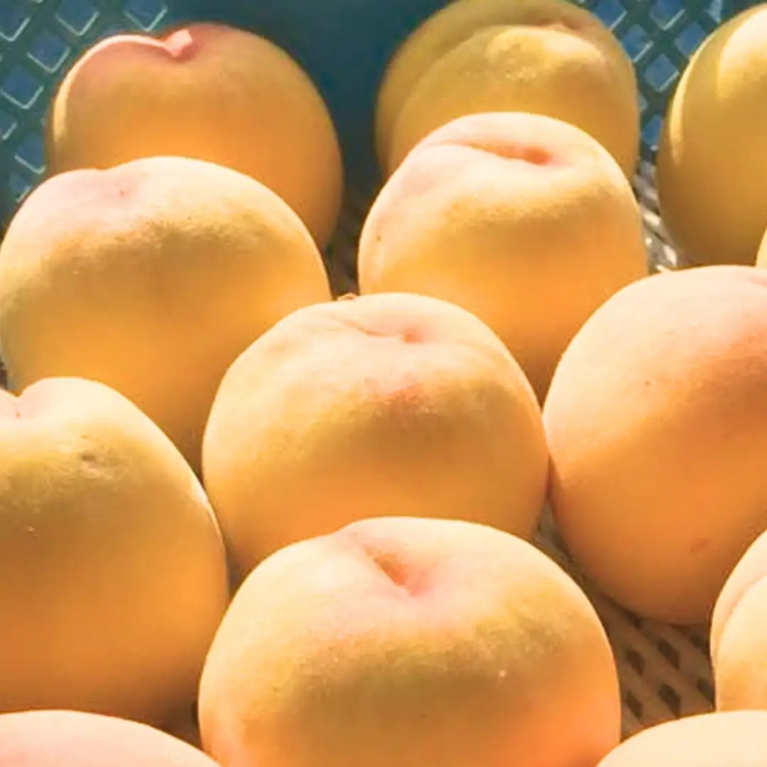 先行予約 黄桃 約5kg 令和8年度 贈答用 新潟県三条市産 桃 黄桃 三次郎農園