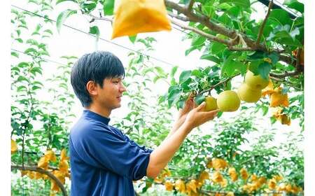 Y1049 八頭町産　梨「甘太梨」5kg【梨 なし ナシ 果物 フルーツ ギフト 先行予約 甘い 果実 果汁 デザート もぎたて 旬 新甘泉好きな方におすすめ】