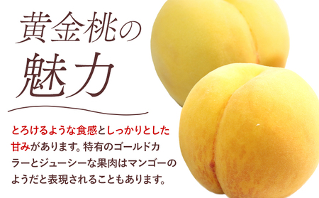 黄金桃 1.5kg 桃茂実苑【配送不可地域あり】 桃