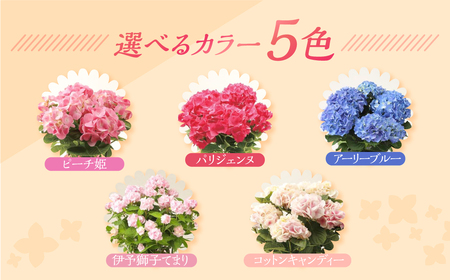 《母の日までにお届け》アジサイ【ピーチ姫】 母の日 プレゼント あじさい 紫陽花