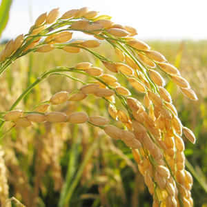 コシヒカリ 無洗米 5kg 令和7年産 ★関東地方限定配送★ スピード出荷 最短3～7営業日出荷 精米 米 コメ こめ 単一米 限定 国産 美味しい お米 おこめ おコメ 茨城県 城里町産  (AX015)