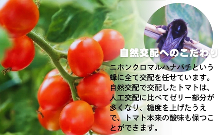 モリヒロ園芸が育てたじょんならんトマトの定期便A　約270g×6個入り（年間11回） 野菜 ミニトマト 甘い フルーツ サラダ 
