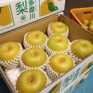 【2026年夏配送】多摩川梨 5Kg 詰め合わせ ｜ 梨 なし 果物 フルーツ 川崎市 オリジナル