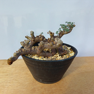 サルコカウロン・ムルチフィズム (発根管理済) A003｜観葉植物 コーデックス [0675]