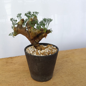 サルコカウロン・ムルチフィズム (発根管理済) A008｜観葉植物 コーデックス [0680]