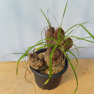 キセロフィタ トリコフィラ (発根管理済) A001｜観葉植物 コーデックス [0682]