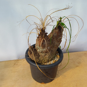 キセロフィタ トリコフィラ (発根管理済) A002｜観葉植物 コーデックス [0683]