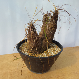 キセロフィタ トリコフィラ (発根管理済) A006｜観葉植物 コーデックス [0687]