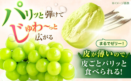 【2回定期便】※【2026年シーズン発送／先行予約】フルーツ定期便 シャインマスカット 約1.3kg(2房から3房) / 温州みかん(10kg) 家庭用 / フルーツ フルーツ定期便 果物定期便 シャインマスカット みかん / 諫早市 / 肥前グローカル株式会社[AHDI012]