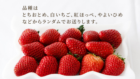 【定期便】いちご3ヶ月連続お届け便 （250g×4パック）×3回　【2027年1月から発送開始】（茨城県共通返礼品 [いちご]：城里町産）