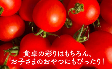 【先行予約】  ＼毎年10月より順次発送／ ミニトマト(こはる)800g トマト 野菜 新鮮 期間限定トマト  愛西市 / 株式会社石原農園 【配達不可：離島】[AEBG008]