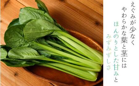 奈良県産 小松菜 約5kg  【順次発送】葛城市【smlk062】