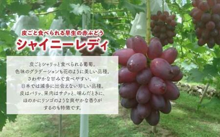 ぶどう 岡山県産 希少ぶどう特大大粒シャイニーレディ2房計1.3kg～ 【KF-B095-01】