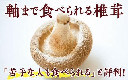 生椎茸 秀品15枚 SBX001 椎茸