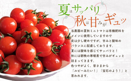 まごころ ミニトマト の宝石箱 1.7kg（約80～110玉）サンチェリーピュア トマト【2026年7月上旬から11月下旬まで発送予定】