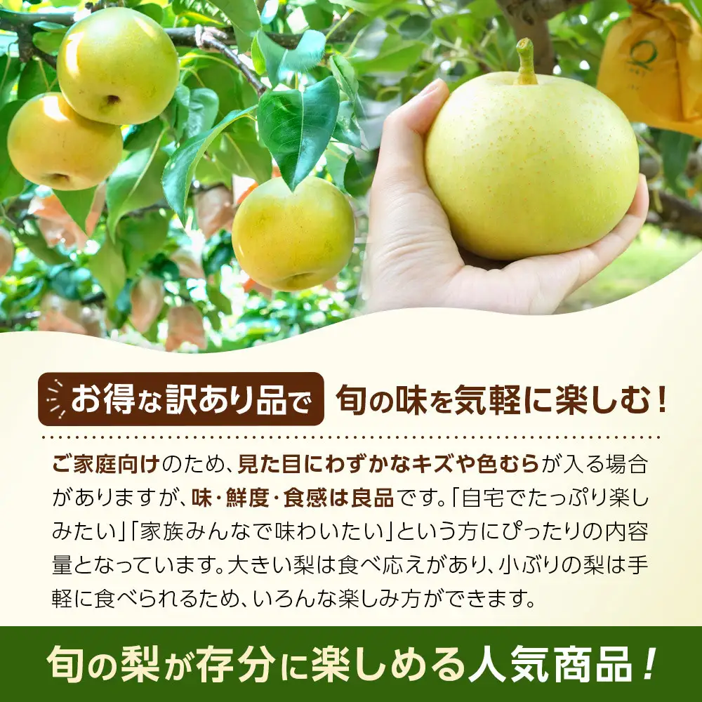 【先行予約】訳あり 二十世紀梨 3kg 梨