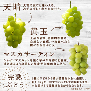 彩り豊かな完熟ぶどう 2～3房セット 1㎏ 【tbb03】