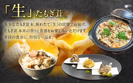 国産 生たもぎ茸 100g×10パック タモギ茸