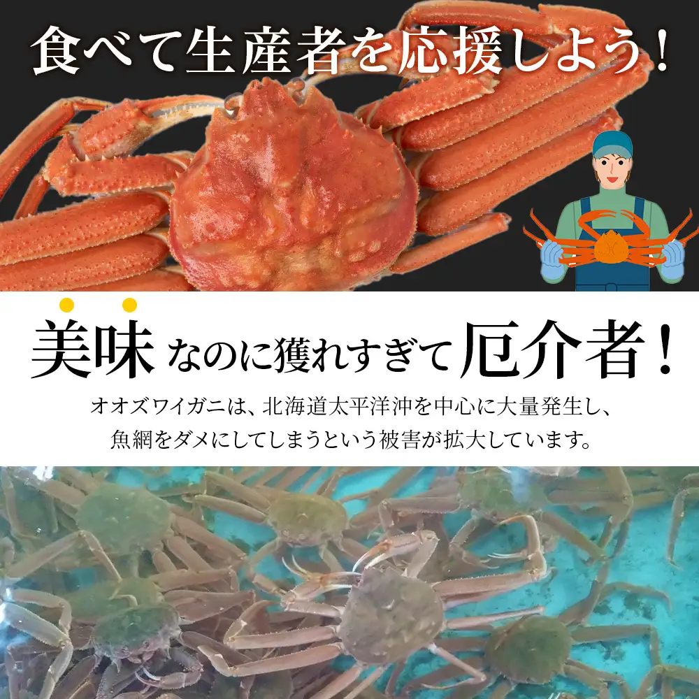 【白老町】☆オオズワイガニ かにみそ80g×むき身150g（各4パック）