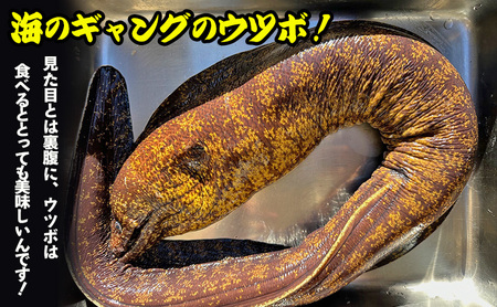 海のギャング 朝獲れウツボ！ 丸ごと1本 ウツボ うつぼ タタキ 唐揚げ 冷蔵 煮付け 酢の物 味噌つけ 酒のつまみ おかず 河津町 静岡県