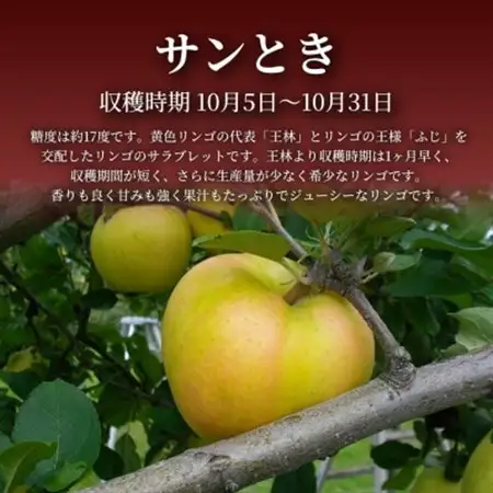 【青森直送 季節の味覚をお届け!】サンとき 3個入×2箱(贈答用)青森産 産地直送 限定生産【配送不可地域：離島】【1700983】