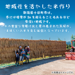 吉村さんちのくろ米御飯 20パック入りくろ米 うるち米 パック 米 コメ お米 ごはん ご飯 黒米 パックご飯 こしひかり コシヒカリ 新潟県産 魚沼 国産 新潟県 十日町