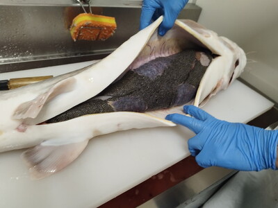 栃木県鹿沼市産フレッシュキャビア TOCHIGICAVIAR「K」 20g ｜ 国産 キャビア チョウザメ 魚卵 高級 グルメ 魚介  お祝い 記念日 冷凍 珍味