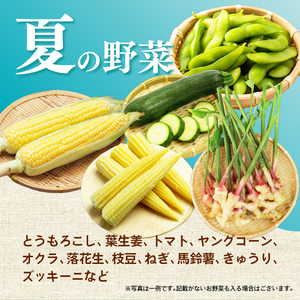 【2026年7月発送 夏野菜】三島野菜詰め合わせセット 8種類以上