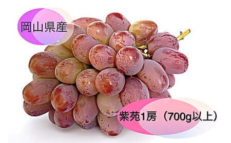 紫苑 1房（700g以上） 化粧箱入り 【2026年10月下旬～11月下旬迄発送予定】  葡萄 ブドウ ぶどう フルーツ 果物 ギフト 国産 岡山県産
