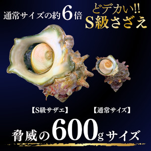 ジャンボ伊勢海老・ジャンボざざえセット[B]　【 伊勢海老 さざえ 】