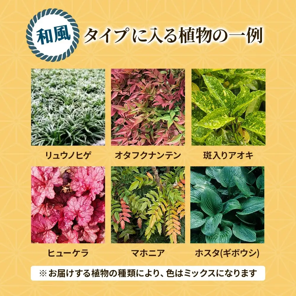 日陰で育つシェードガーデン（和風）セット【ガーデニング 家庭菜園 園芸 初夏 夏 花壇 庭 鉢 玄関 プランター 寄せ植え おうち時間 趣味 ベランダ 土っ子倶楽部 プレゼント ギフト 】