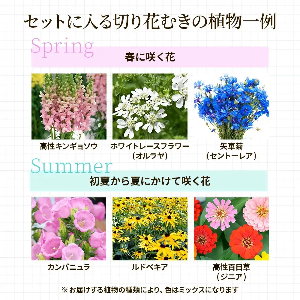 季節の切り花苗 お任せ12ポットmixセット【 花苗セット 花 季節の花 花セット ガーデニング 家庭菜園 園芸 初夏 夏 花壇 庭 鉢 玄関 プランター 寄せ植え おうち時間 趣味 ベランダ 土っ子倶楽部 プレゼント ギフト 】