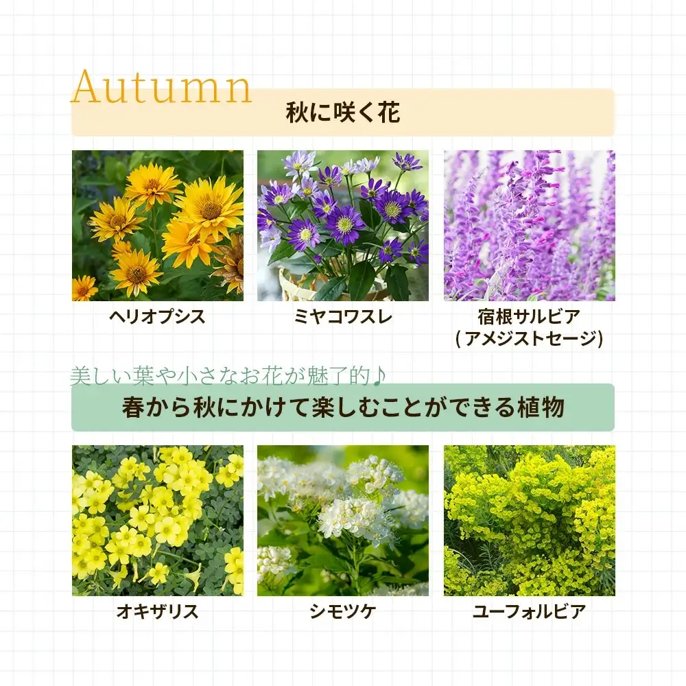 季節の宿根草 お任せ7ポットmixセット【切り花苗 花苗 花苗セット 花 季節の花 花セット ガーデニング 家庭菜園 園芸 初夏 夏 花壇 庭 鉢 玄関 プランター 寄せ植え おうち時間 趣味 ベランダ 土っ子倶楽部 プレゼント ギフト 】