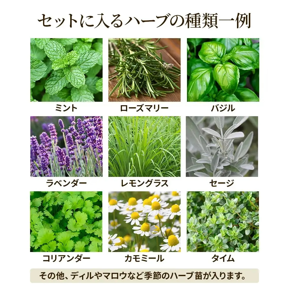 季節のハーブ苗お任せ12ポットmixセット【ハーブ ハーブ苗 花苗 花苗セット 花 季節の花 花セット ガーデニング 家庭菜園 園芸 初夏 夏 花壇 庭 鉢 玄関 プランター 寄せ植え おうち時間 趣味 ベランダ 土っ子倶楽部 プレゼント ギフト 】