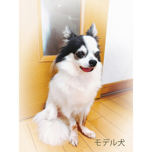 思い出のペット写真から作る3Dフィギュア　長辺15cm