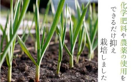 にんにく 奈良県葛城産 訳あり 約2kg(500g×4袋)  【入金確認後１か月以内に発送】 葛城市【smlk018】