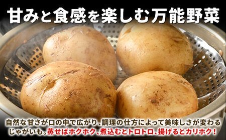 【先行受付】北海道名寄市産 じゃがいも　 Lサイズ　秀品　ジャガイモ