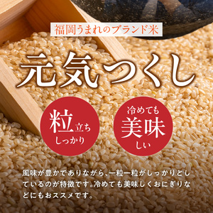 【定期便5回】【令和8年産 新米】福岡県産ブランド米元気つくし 玄米 30kg×5回 _  元気つくし 30kg お届け回数 5回 定期便 福岡県産 ブランド米 新米 福岡生まれ 品種 香り豊か ふっくら 食感 ご飯 おにぎり 弁当 お米 食品 お取り寄せ 九州 久留米市産 福岡県 久留米市 送料無料  〔Tk118-05〕