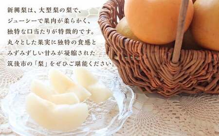 新興梨 9～12玉 約5kg【2025年9月下旬～10月下旬発送】 ナシ 梨 果物 フルーツ 福岡県産 【2026年9月下旬～10月下旬に順次発送予定】