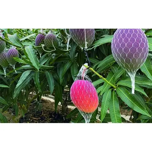 完熟マンゴー スイートコーン入り 農家直送 新鮮野菜詰め合わせセット【先行予約】＜32-3a＞