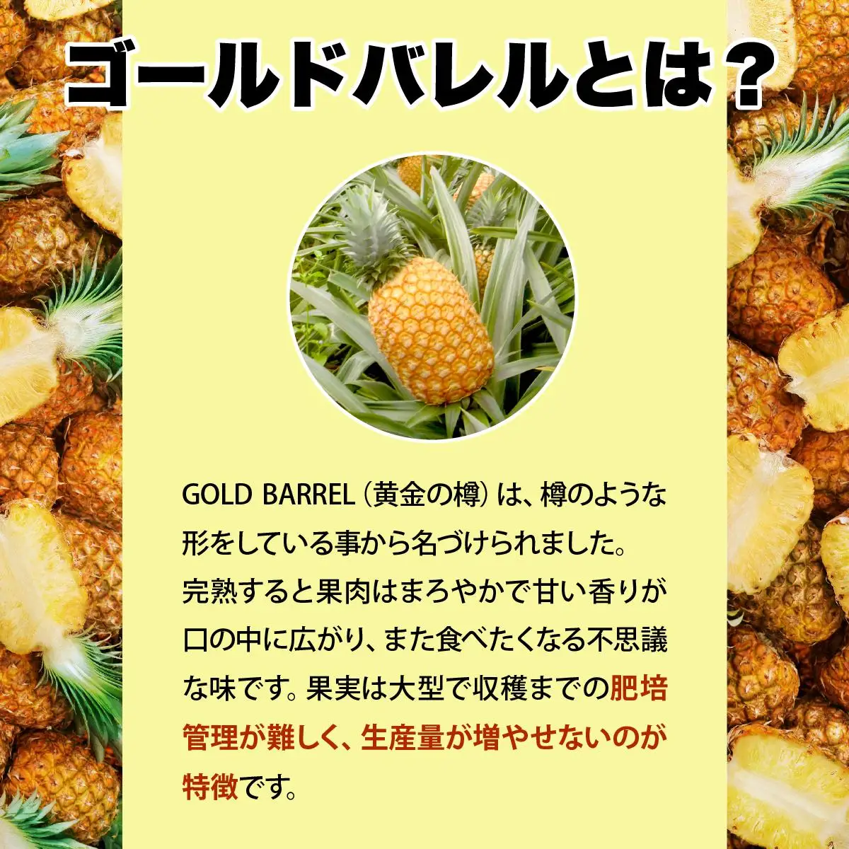 ゴールドバレルビッグな１玉セット