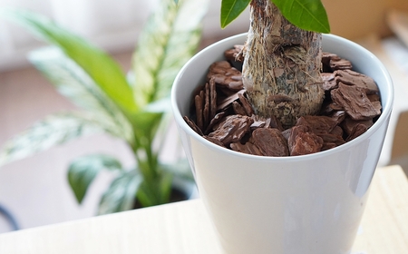6号 観葉植物 1鉢 白陶器鉢植え