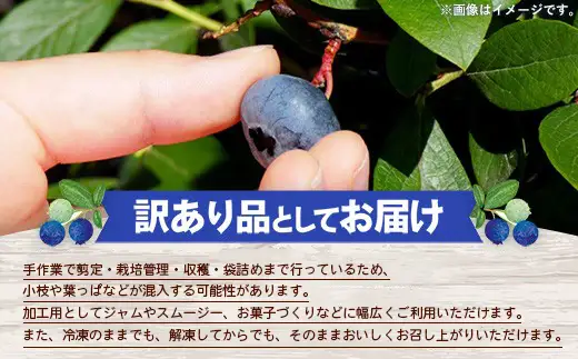 【訳あり加工用】岩手町産冷凍ブルーベリー1kg フルーツ 果物 くだもの おやつ スイーツ デザート ジャム スムージー ヨーグルト お菓子作り 冷凍 訳あり 加工用 業務用 岩手県 岩手町 岩手缶詰