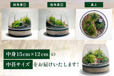 H-53　苔テラリウム　手入れ簡単 癒やしのインテリア 卓上サイズ 誕生日 プレゼント雑貨 敬老の日 贈り物 観葉植物 初心者 鹿島市産 / mossty