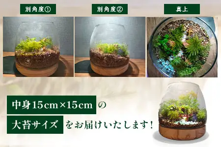 J-33　苔テラリウム　手入れ簡単 癒やしのインテリア 卓上サイズ 誕生日 プレゼント雑貨 天然苔 贈り物 観葉植物 初心者 ミニチュア 鹿島市産 / mossty 