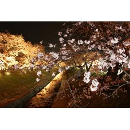 【返礼品なし】高田千本桜や大和高田市内の都市公園などの桜への寄附　1口:20,000円