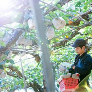 梨 2026年  家庭用  ヤーリ― （6～13玉）約4kg 箱青秀 【岡山県産 フルーツ ギフト 石原果樹園】