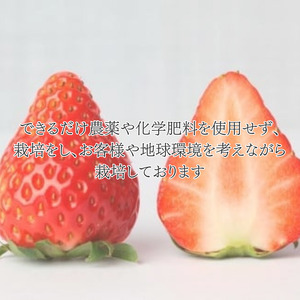 甘さ濃厚 ジューシーいちご２パック 千葉県船橋市産 よつぼし おいCベリー 紅ほっぺ やよいひめ