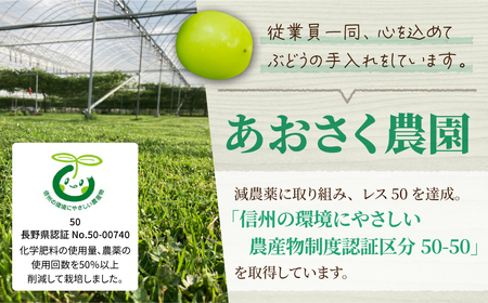 【先行受付2026年発送】訳あり シャインマスカット B級品 1.5kg以上｜あおさく農園　※2026年9月中旬以降発送予定